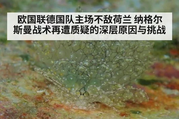 欧国联德国队主场不敌荷兰 纳格尔斯曼战术再遭质疑的深层原因与挑战